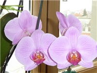 d018ee9d-20150115 PHAL ROZI T.jpg